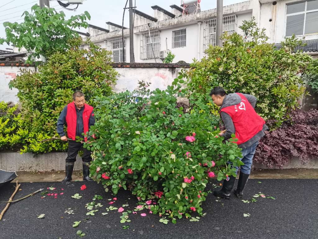 龙头镇群力村新时代文明实践站开展修剪花卉志愿服务活动