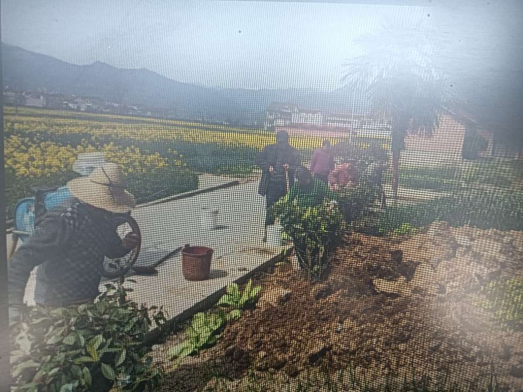 文明在老庄•我和我的家乡——谢何村植树护绿志愿服务活动